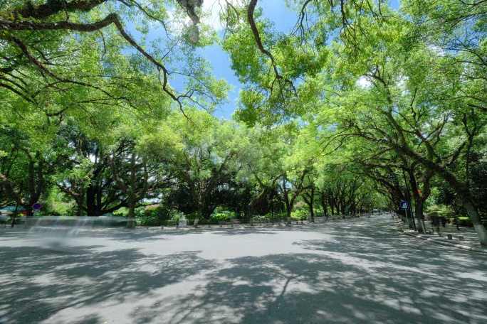 桂林老城区 街道街景 城市道路 林荫大道