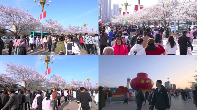 潍坊市政府樱花 人群 延时 慢动作