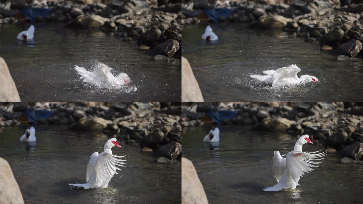 鸭子戏水水中展翅