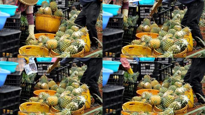 菠萝 菠萝成熟 菠萝採摘 湛江特产 水果