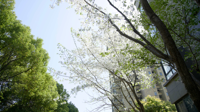 小区樱花，樱花，优美环境，春天，城市绿化