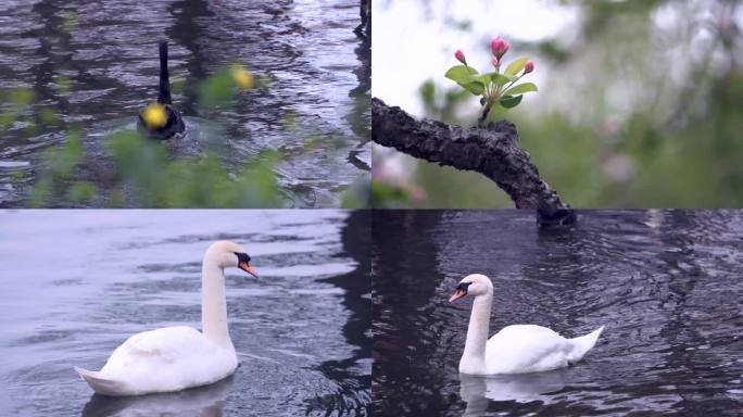 莫愁湖公园春满人间