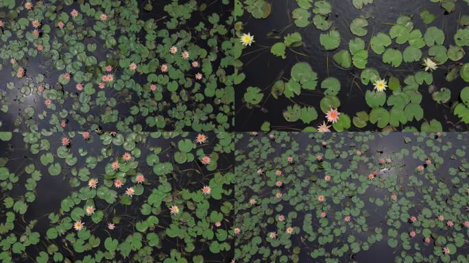 大观湿地公园日晕倒映在一池睡莲里4