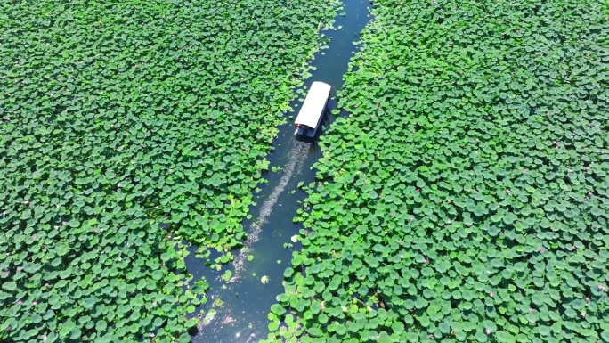 荷花池夏天荷花