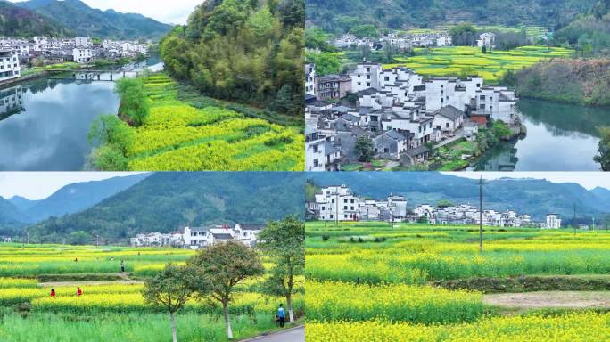 婺源油菜花