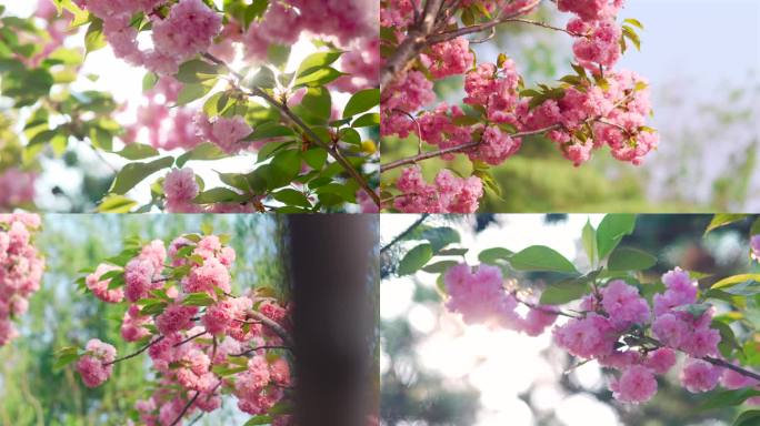 樱花盛开阳光下的樱花红花绿叶春暖花开