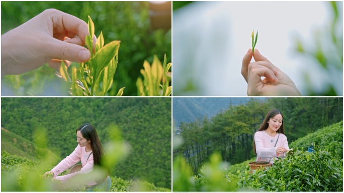 4K-茶园里女孩子采摘茶叶感受大自然