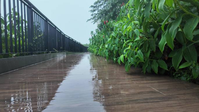 雨天花园小径：自然美景超清视频素材