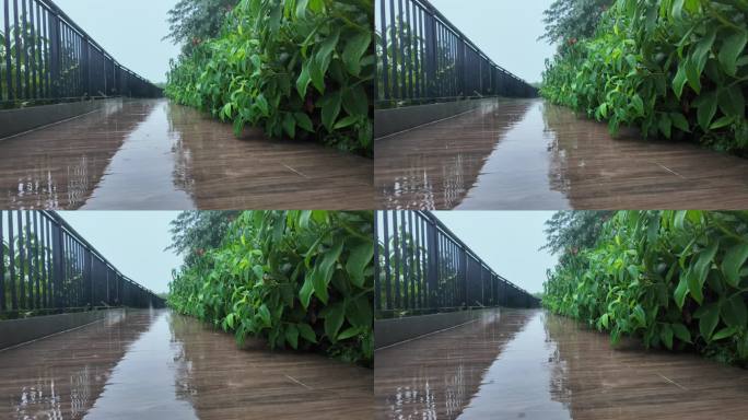 雨天花园小径：自然美景超清视频素材