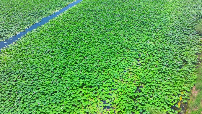 荷花池夏天荷花