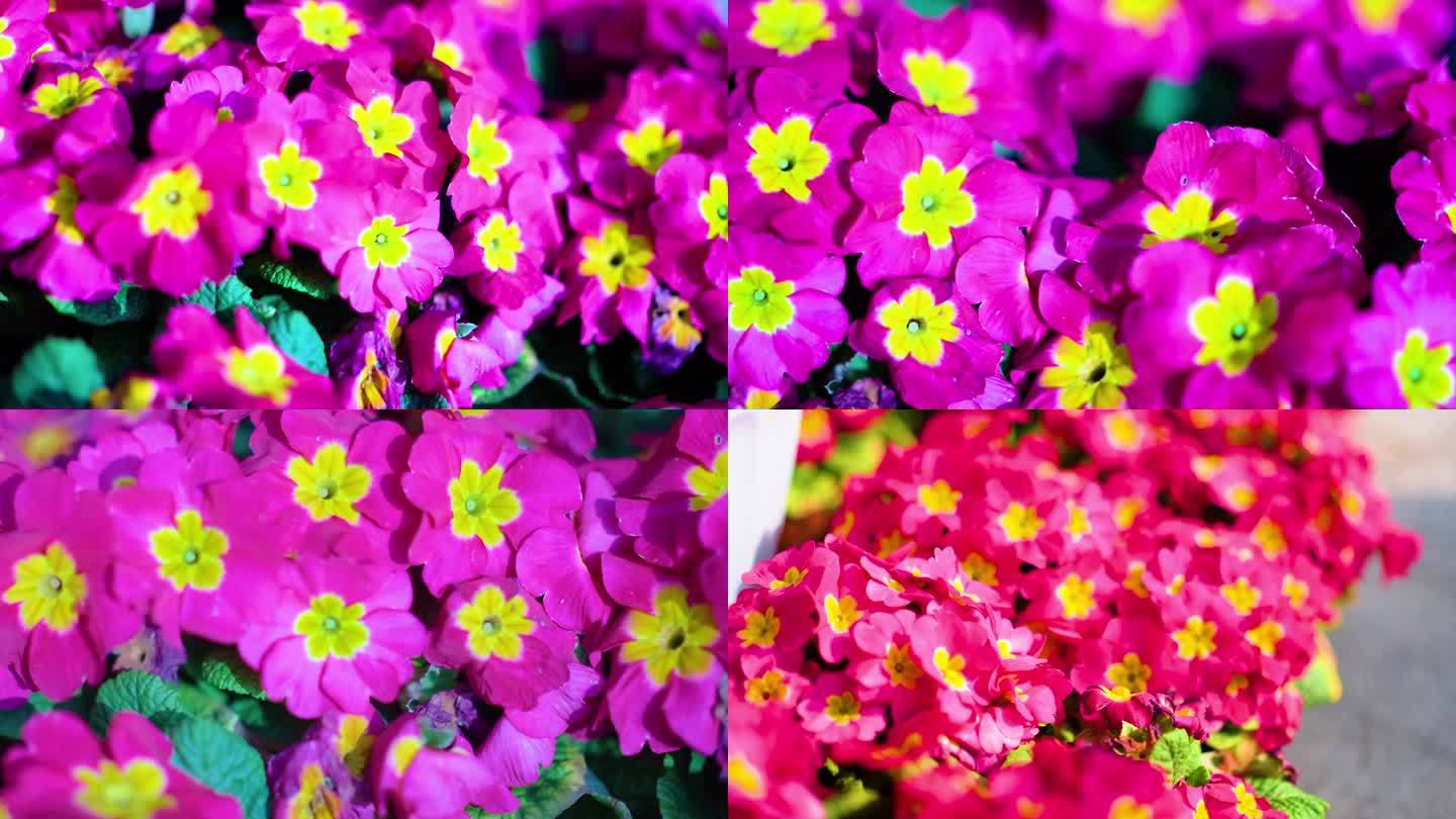 花盆种植欧洲报春观赏花朵盆栽视频素材