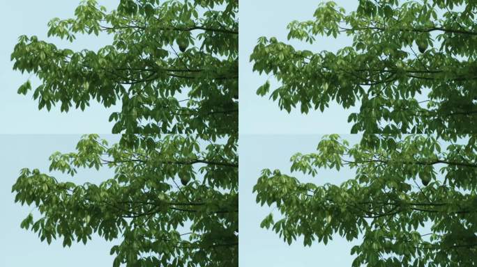 空镜素材：微风中摇曳抖动的绿色树叶