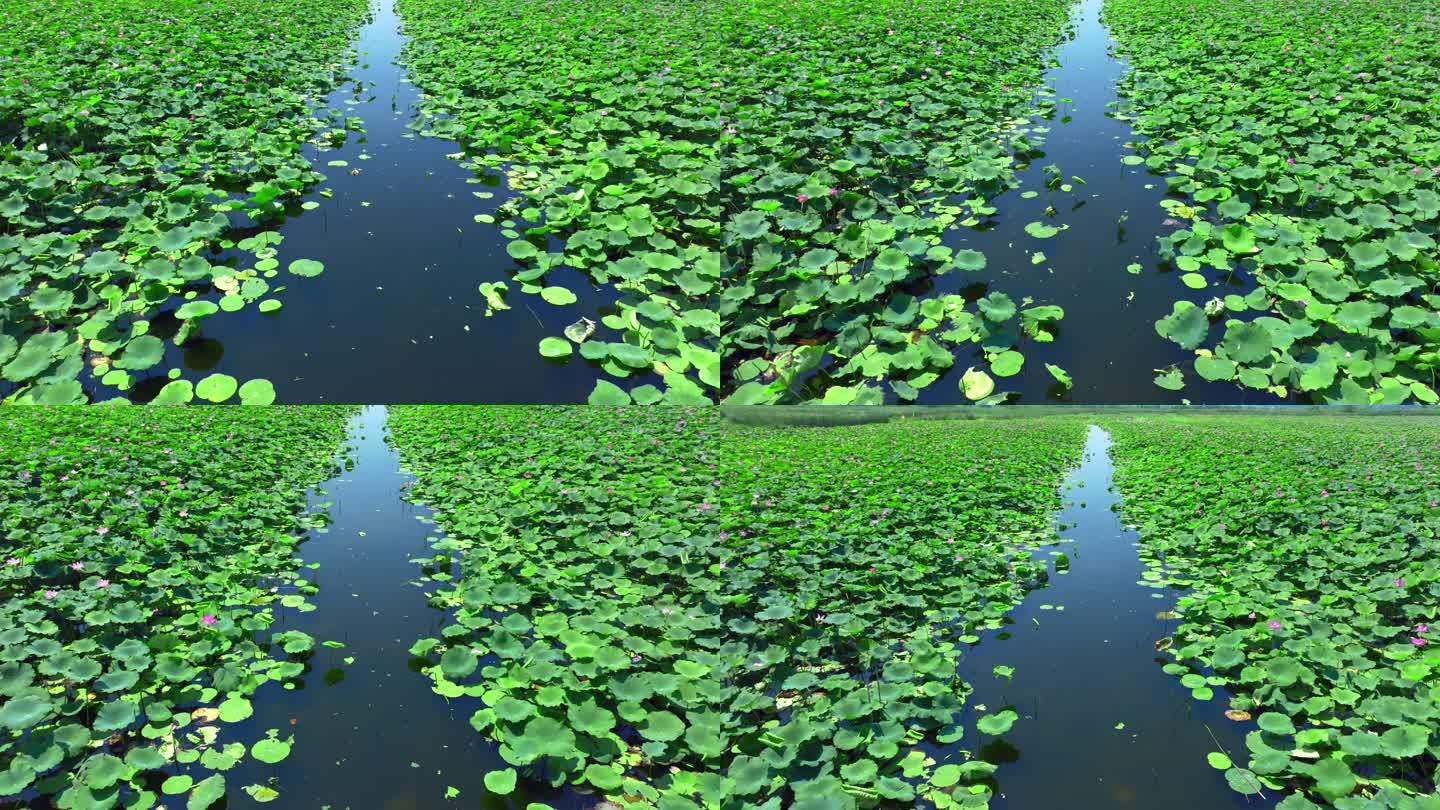 荷花池夏天荷花