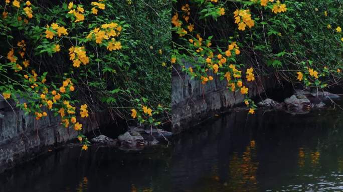 竖屏古风意境幽静棣棠花小河流水