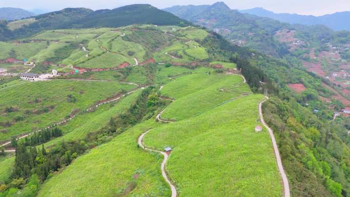 4k航拍蔬果基地猕猴桃基地果农大山乡村