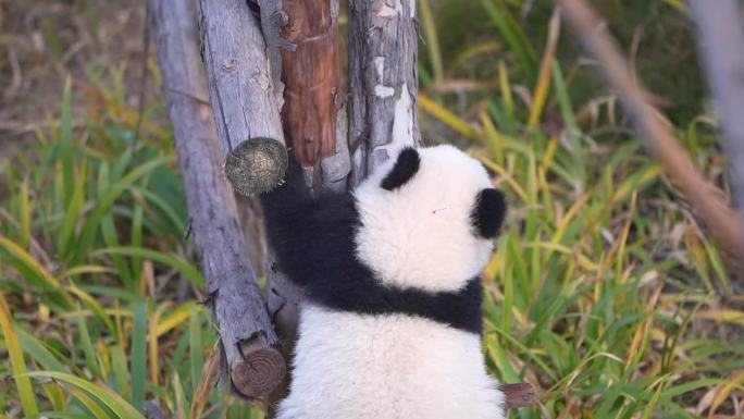 成都熊猫基地熊猫宝宝爬树