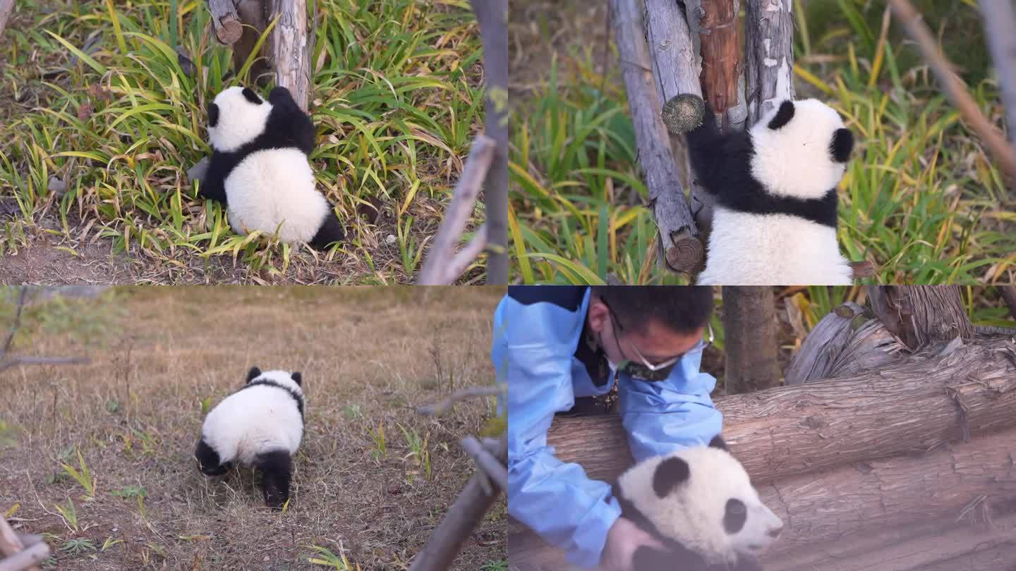 成都熊猫基地熊猫宝宝爬树