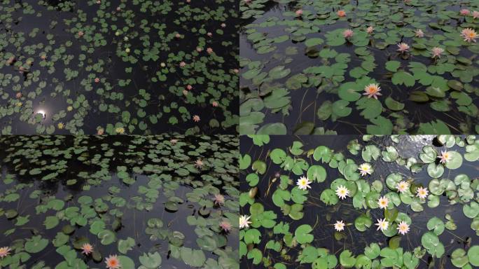 大观湿地公园日晕倒映在一池睡莲里