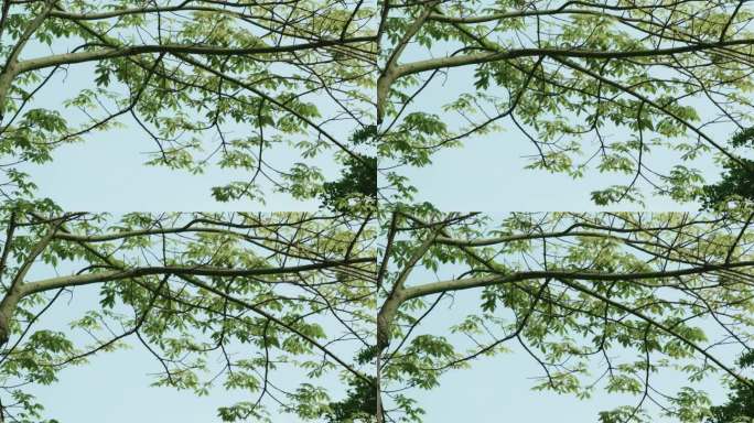 空镜素材：微风中摇曳抖动的绿色树叶