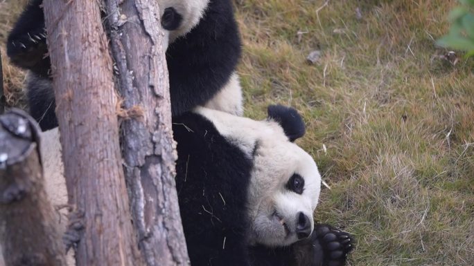 两个熊猫互相耍