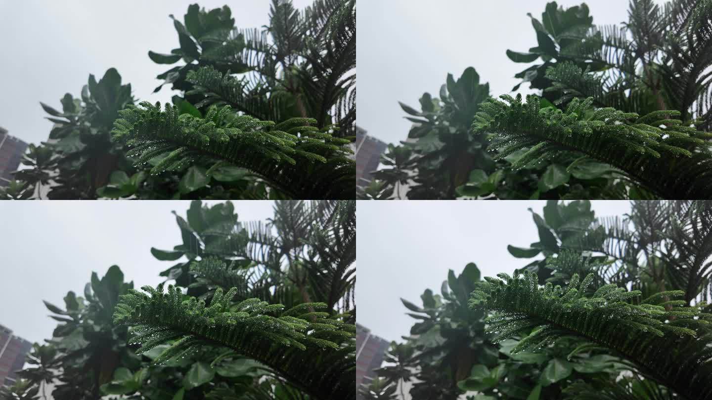 松树枝上的雨滴：超清视频素材 视听盛宴