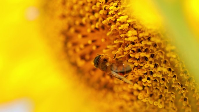一组向日葵蜜蜂花朵花蕊