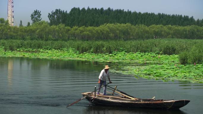 白洋淀湿地船夫划船