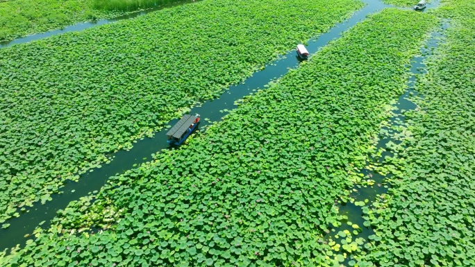 航拍荷花池