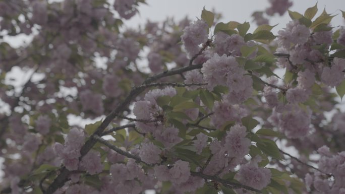 春天 花 开花 北京国贸环境