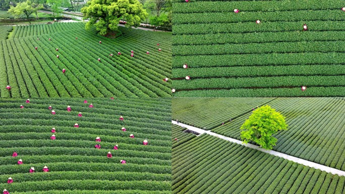 航拍龙井茶采茶