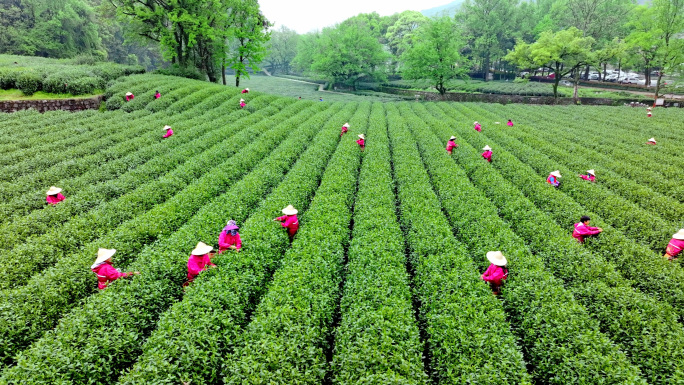 航拍龙井茶采茶