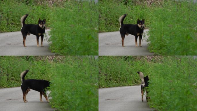 乡村土狗  旺财