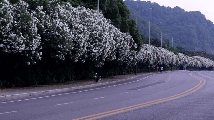 夹竹桃花大道