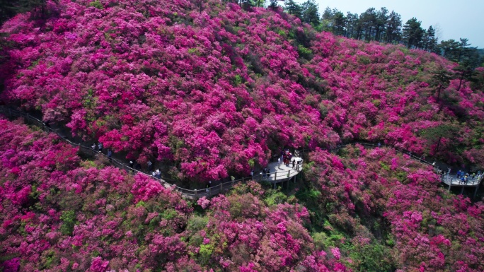 杜鹃花映山红花海航拍