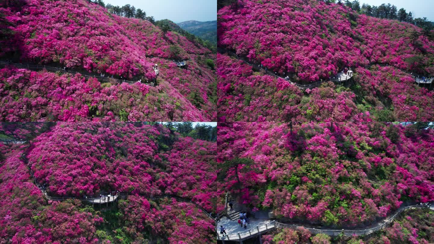 杜鹃花映山红花海航拍