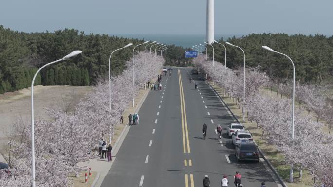 航拍威海市经区海悦路樱花大道樱花盛开