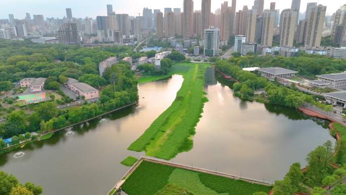 湖北武汉东湖听涛景区航拍自然风光生态旅游