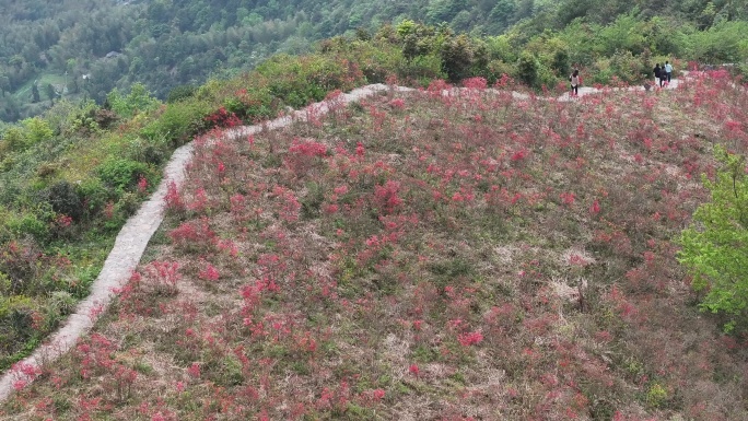 温州乐清杜鹃花谷航拍