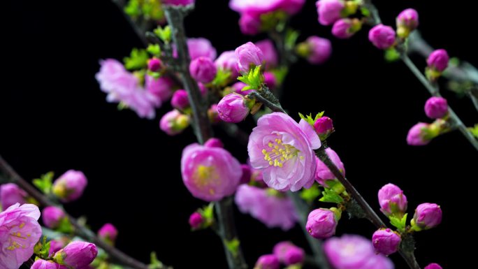 春梅梅花开花绽放特写延时视频