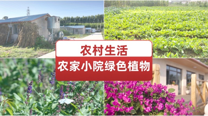 农村生活农家小院绿色植物 农作物环境空镜