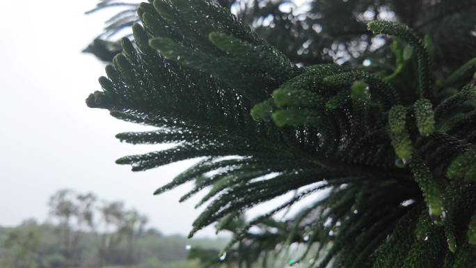 雨中松枝：超清慢镜头 视觉享受