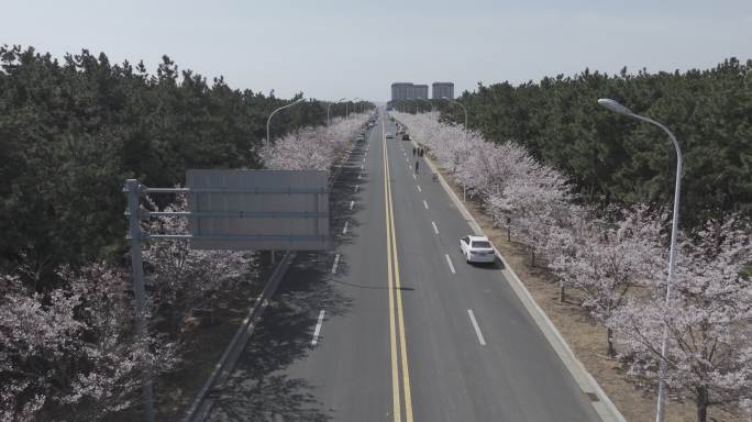 航拍威海市经区海悦路樱花大道樱花盛开