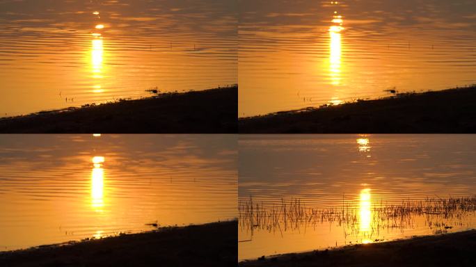 4K日出日落金色湖面水波荡漾