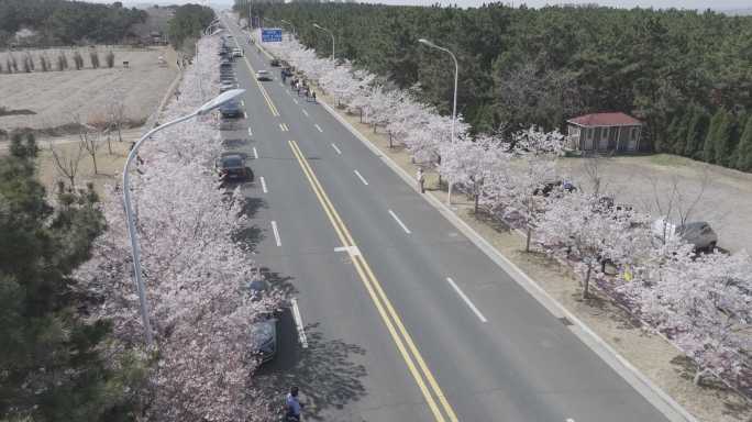 航拍威海市经区海悦路樱花大道樱花盛开