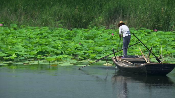 白洋淀湿地船夫划船