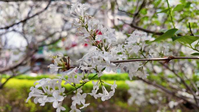 【4k】春天丁香花