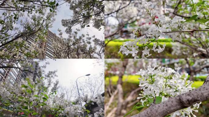 【4k】春天丁香花