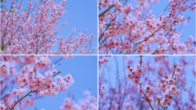 春暖花开 桃花盛开 桃花