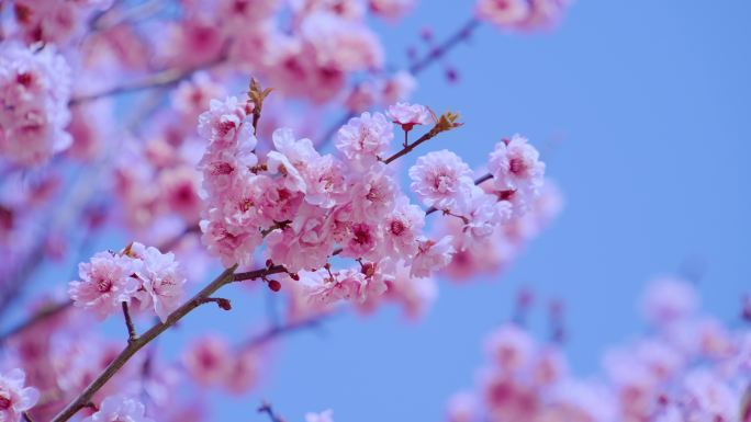 春暖花开 桃花盛开 桃花