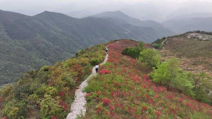 杜鹃花映山红航拍